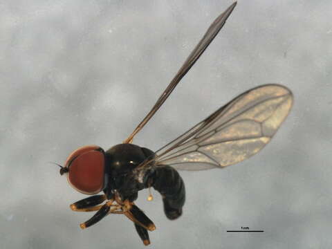 Image of Pipunculus luteicornis Cresson 1911