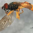Image of Platycheirus scambus (Staeger 1843)