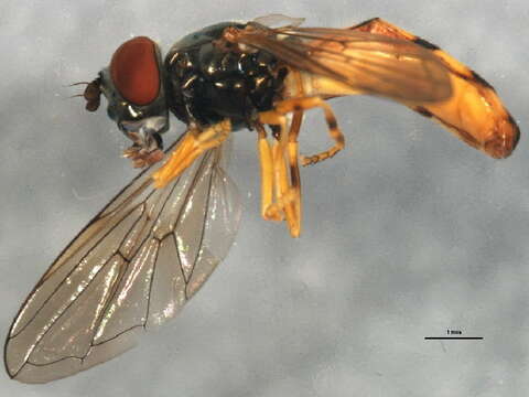 Image of Platycheirus scambus (Staeger 1843)