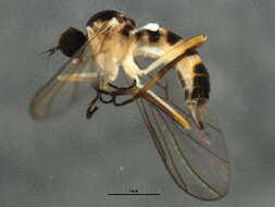Image of <i>Leptopeza flavipes</i>