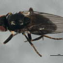 Image of Fiebrigella