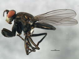 Image of Mantis Fly