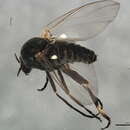 Image of Variegated Black Fly