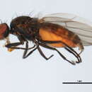 Neopelomyia rostrata (Hendel 1911)的圖片