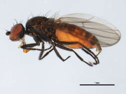 Neopelomyia rostrata (Hendel 1911) resmi