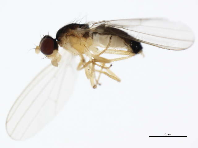 Image of anthomyzid flies