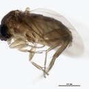 Image of Megaselia fungivora (Wood 1909)