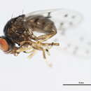 Image of Philygria punctatonervosa (Fallen 1813)