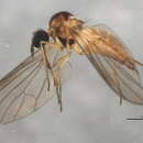 Image of Anthepiscopus