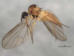 Image of Anthepiscopus