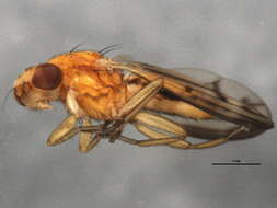 Image of Opomyza