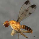 Image of <i>Geomyza balachowskyi</i> Mesnil 1934