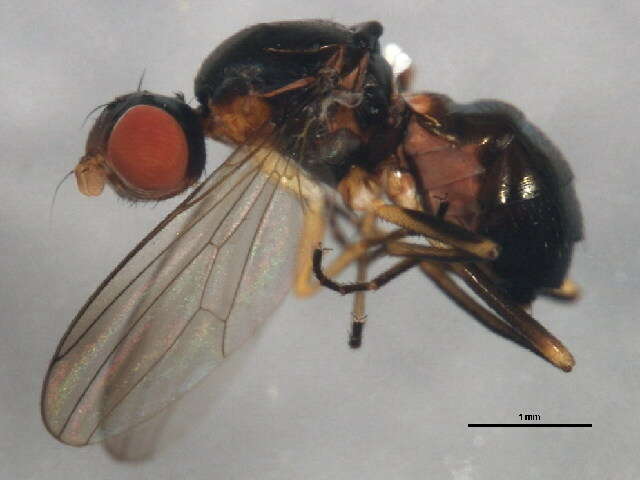 Image of Nemopoda nitidula (Fallen 1820)