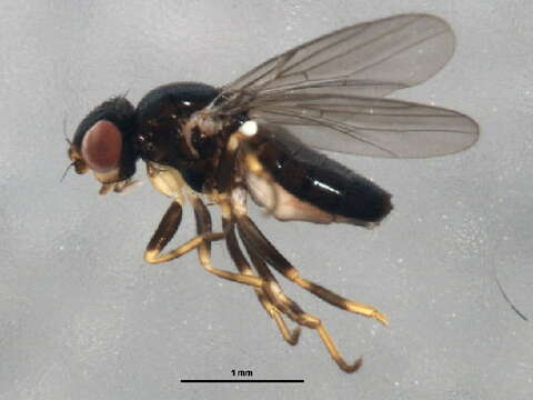 Image of Fiebrigella