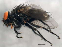 صورة Blaesoxipha hunteri (Hough 1898)