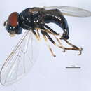 Image of Platycheirus sabulicola Vockeroth 1990