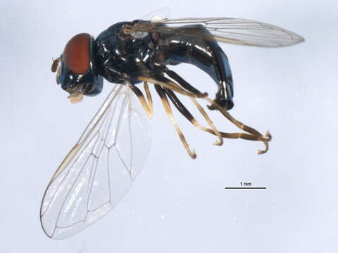 Image of Platycheirus sabulicola Vockeroth 1990