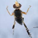 Image of Tephritis signatipennis Foote 1960