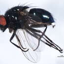 Image of Dasyphora canadiana