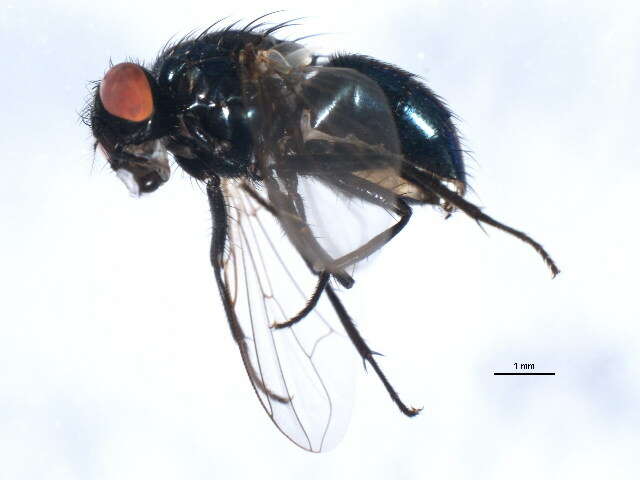 صورة Dasyphora canadiana