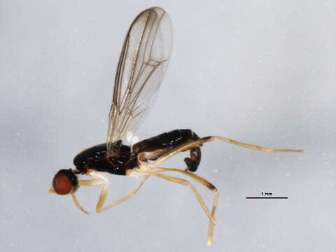 صورة Strongylophthalmyia angustipennis Melander 1920