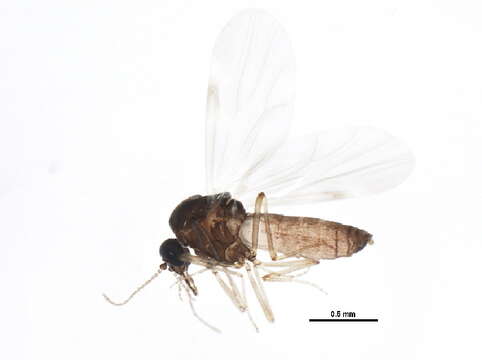 Image of Culicoides obsoletus