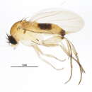 Image of Megaselia lutea (Meigen 1830)