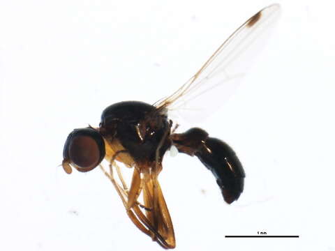 Image of Black scavenger fly