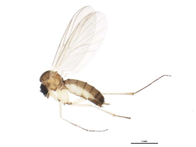 Image of Boletina dissipata Plassmann 1987