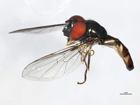 Image of <i>Platycheirus albimanus</i>