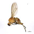 Image of Megaphthalmoides unilineatus (Zetterstedt 1838)