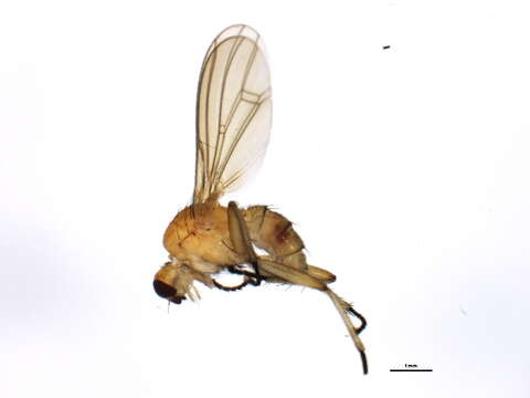 Image of Megaphthalmoides unilineatus (Zetterstedt 1838)