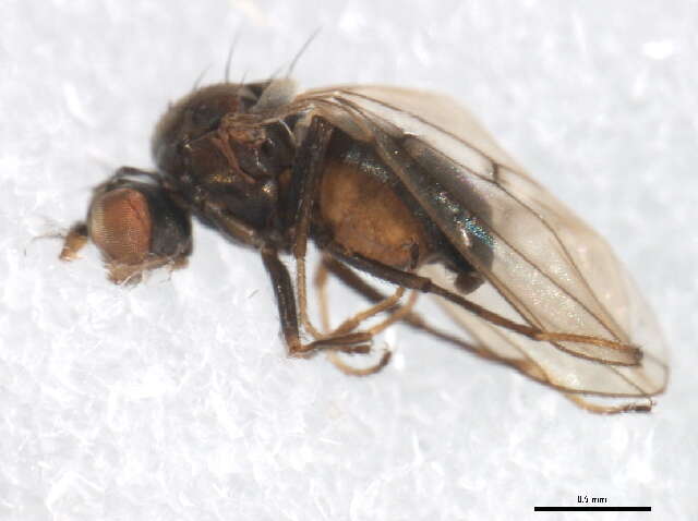 Image of Brine fly