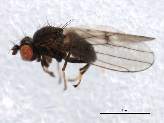 Image of Brine fly