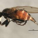 Image of Crumomyia pilosa Norrbom & Kim 1985