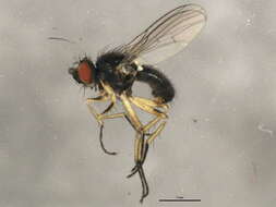 Image of Coenosia impunctata Malloch 1920