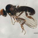 Image of Agathomyia viduella (Zetterstedt 1838)