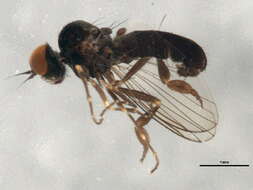 Image of Agathomyia viduella (Zetterstedt 1838)