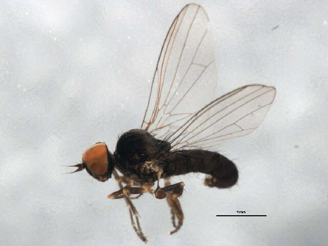 Image of Agathomyia viduella (Zetterstedt 1838)