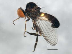 Image of Callomyia venusta Snow 1894