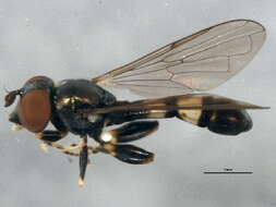 Image of Neoascia metallica (Williston 1882)