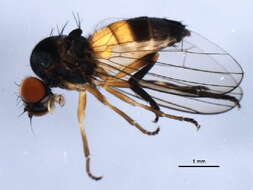 Image of Callomyia venusta Snow 1894