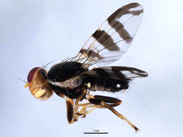 Image of cherry fruit fly