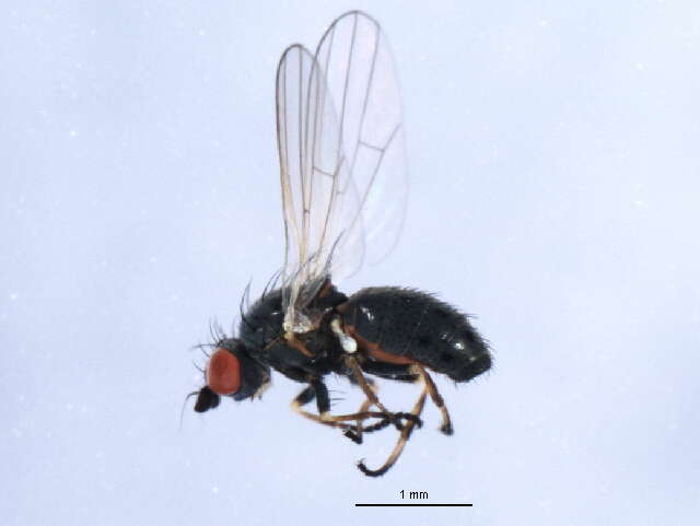 Image of Chamaemyia geniculata (Zetterstedt 1838)