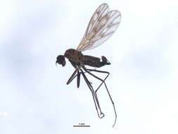 Image of Clinocera conjuncta Loew 1860