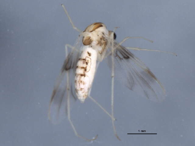 Image of Thienemannimyia