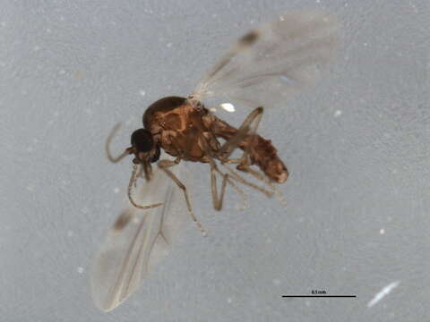 Image of Culicoides obsoletus