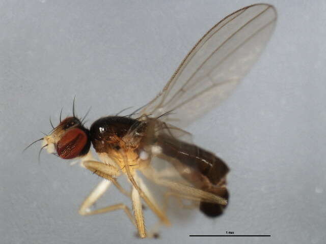 Image of anthomyzid flies
