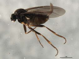 Image of Gymnophora