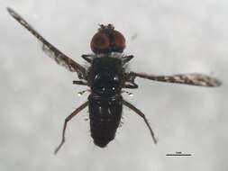 Image of Asiloidea